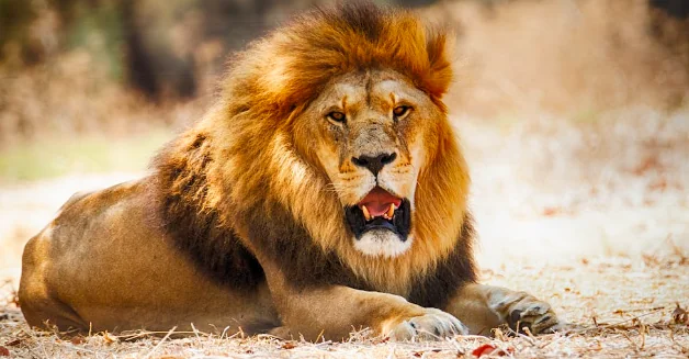 Catturato il leone scappato dal circo